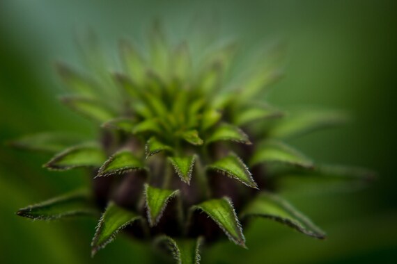 Coneflower Fine Art Green Housewarming Gift Interior Decorating Digital Decor Wall Art Printable Photography Digital Download Gardening Gift