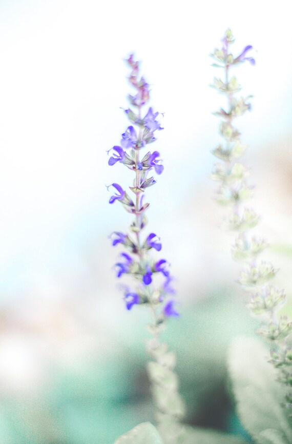 Sage Flowers Printable Fine Art Photo Garden Digital Wallpaper Download Purple Flora Wall Art Meditate Simple Floral Printable Photography