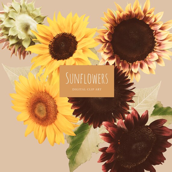 Free Free 264 Clipart Sunflowers Images SVG PNG EPS DXF File