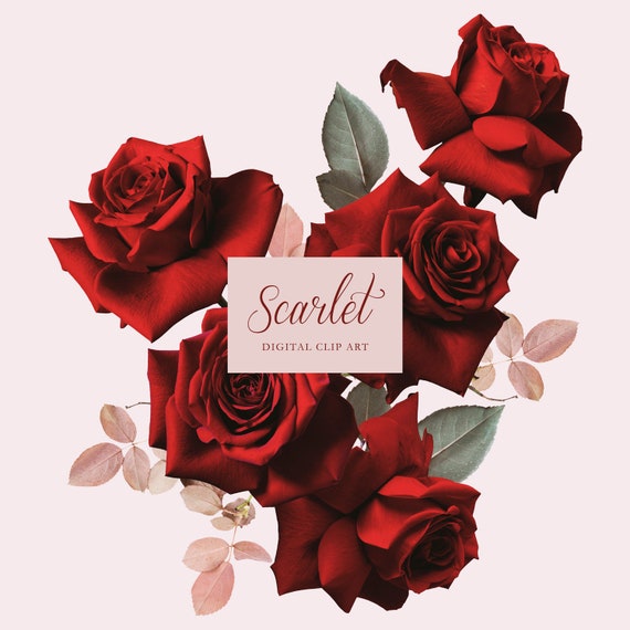 Scarlet Reflex Red Rose Clipart Red Rose Clipart Reflex Etsy