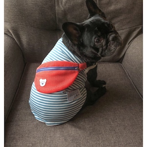 May include: A black French bulldog wearing a blue and white striped dog shirt with a red mesh fanny pack. The fanny pack has a blue zipper and a white bear face logo.