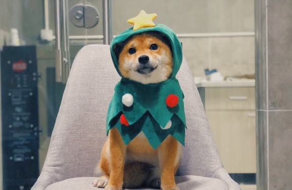 Dog christmas tree outfit online