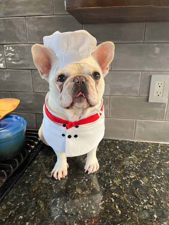 Cat top costume dog