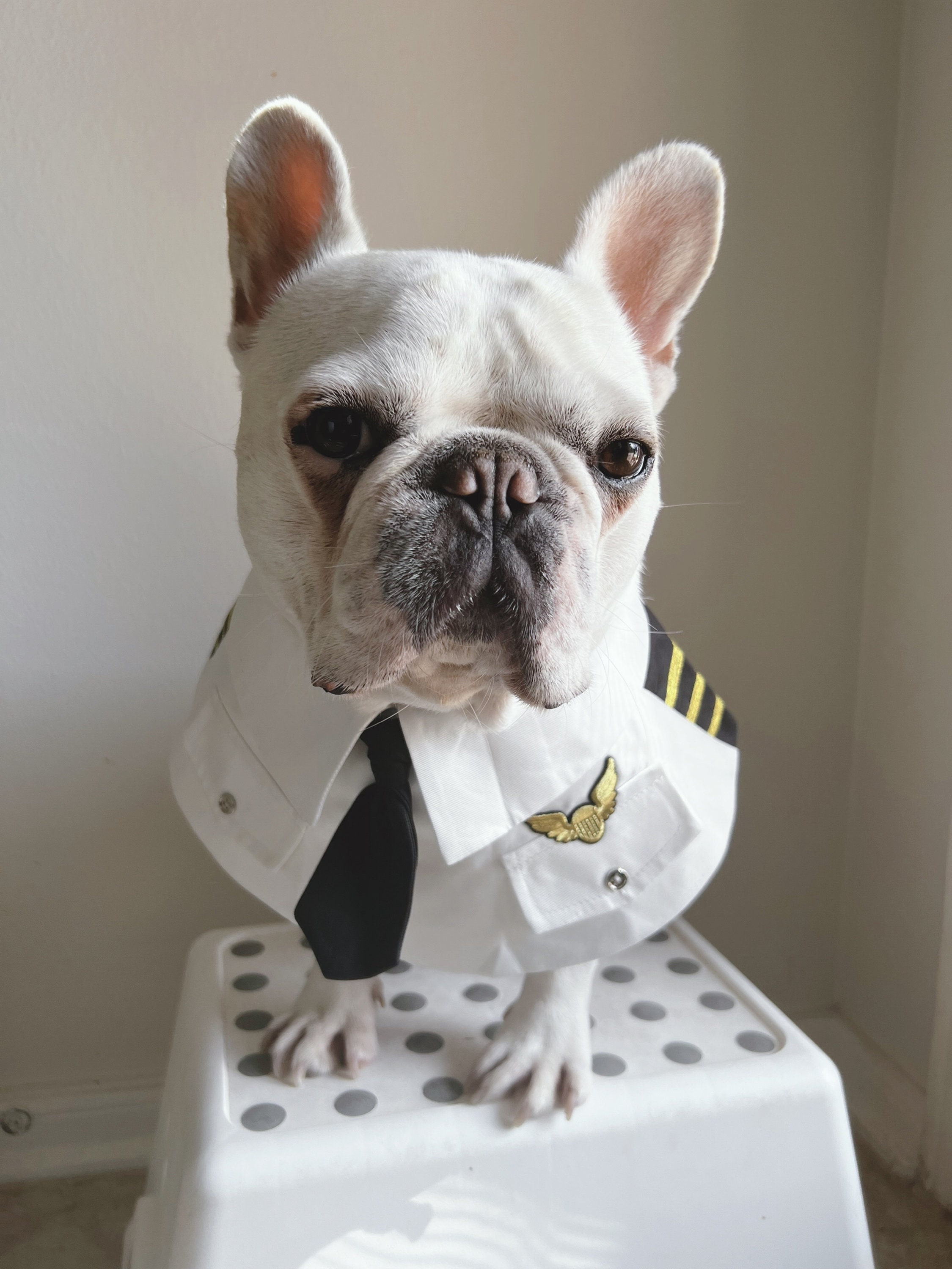 French Bulldog Pet Alaska Airlines Employee Travel Pilot And