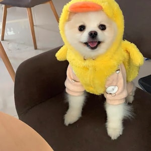 Puede incluir: Un peque&ntilde;o perro blanco con un disfraz de pato amarillo con un pico naranja. El perro est&aacute; sentado en una silla marr&oacute;n y mirando a la c&aacute;mara.