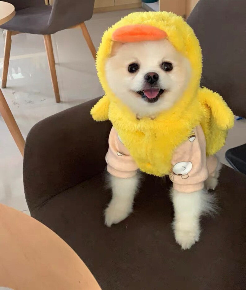 Puede incluir: Un peque&ntilde;o perro blanco con un disfraz de pato amarillo con un pico naranja. El perro est&aacute; sentado en una silla marr&oacute;n y mirando a la c&aacute;mara.