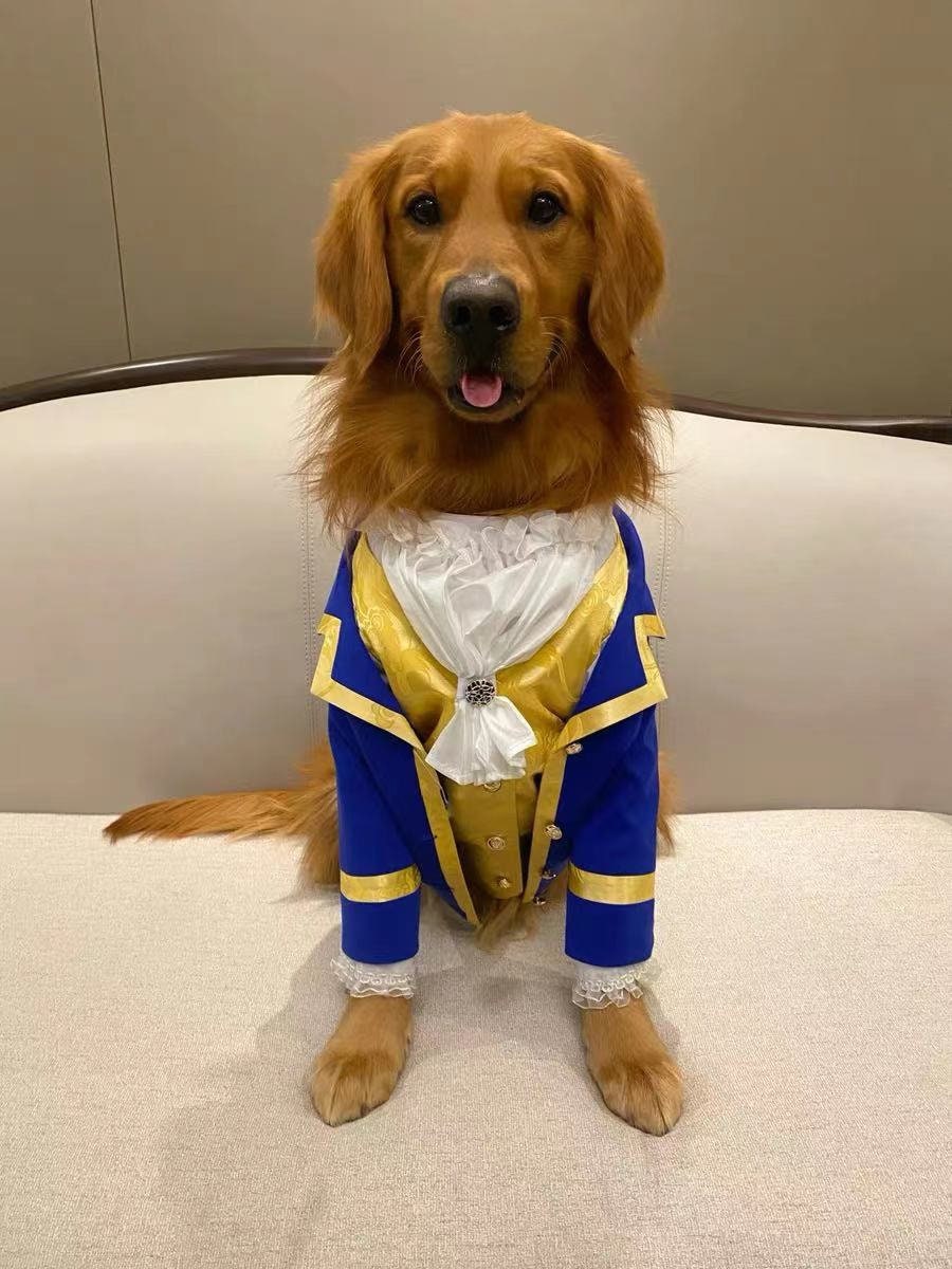 Golden retriever fancy dress deals