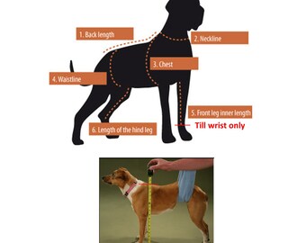 Piloten-Hunde-Shirt Mit Sternenschal & Brille – Größe XL, Weicher Stoff, Für French Bulldogs, Beagle & Mehr