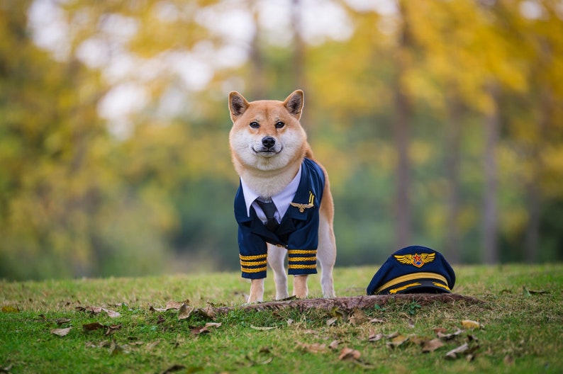 Custom Made Dog Cat Pet Pilot Captain Aviator Uniform Blazer Coat and Cap with Golden Badge Wings Costume Theme image 5