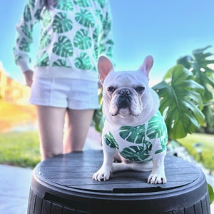 May include: A white French bulldog wearing a green and white tropical print shirt sits on a black barrel. The dog is looking directly at the camera.