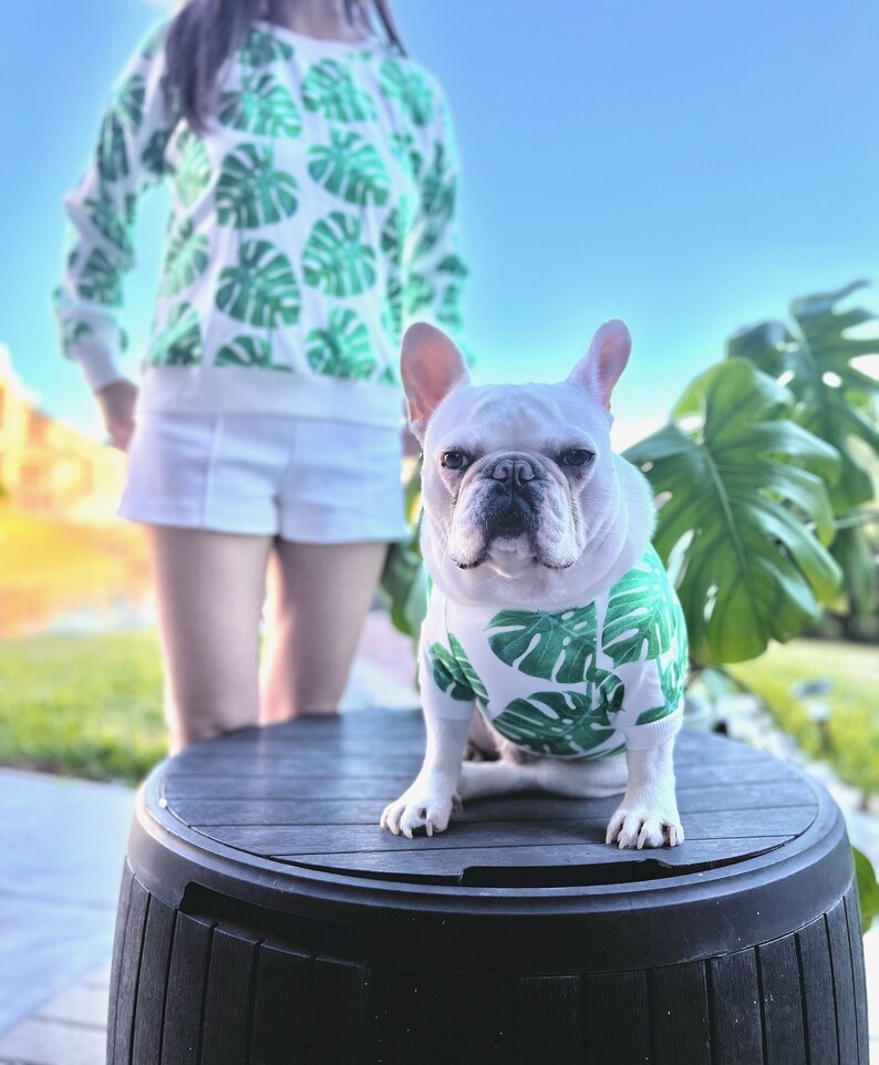 May include: A white French bulldog wearing a green and white tropical print shirt sits on a black barrel. The dog is looking directly at the camera.