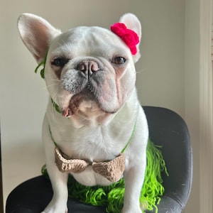 May include: A white French bulldog wearing a brown and tan crocheted bow tie and a green crocheted hula skirt with a pink flower on its head.