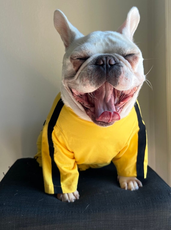 ブルース・リー イエロー ジャンプスーツ、ハロウィン ペット 犬 ブルース・リー イエロー ジャンプスーツ、ハロウィン ペット 犬