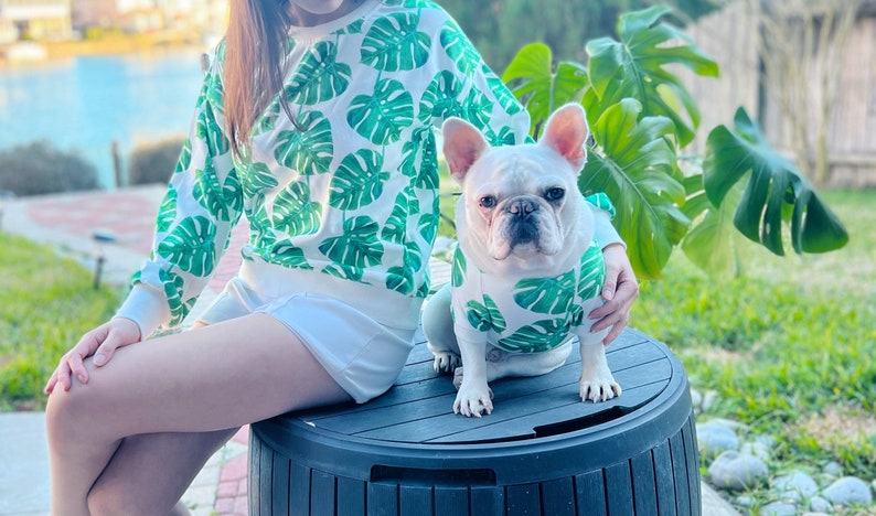 May include: A white and green patterned sweatshirt with a matching dog sweater. The dog is a French Bulldog sitting on a black plastic container.