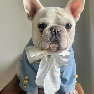 Könnte beinhalten: Ein weißer French Bulldog trägt eine hellblaue Jacke mit goldenen Knöpfen und einer großen weißen Fliege. Der Hund sitzt auf einem braunen Lederhocker. Die Jacke hat goldene Akzente.