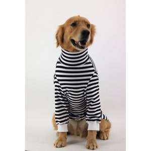 Könnte beinhalten: Ein Golden Retriever trägt einen schwarz-weiß gestreiften Rollkragenpullover. Der Pullover hat lange Ärmel und einen gerippten Kragen.
