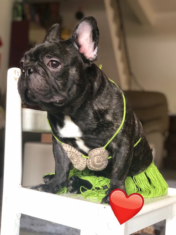 aloha dog and cat reviews