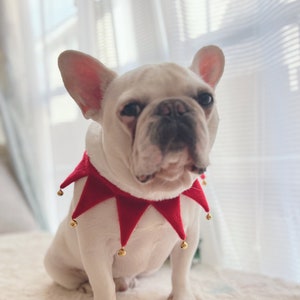May include: A white French bulldog wearing a red and gold jingle bell collar.