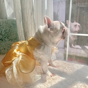 May include: A white French bulldog wearing a yellow and white dress with a lace trim. The dog is sitting on a white fluffy rug and looking out of a window.