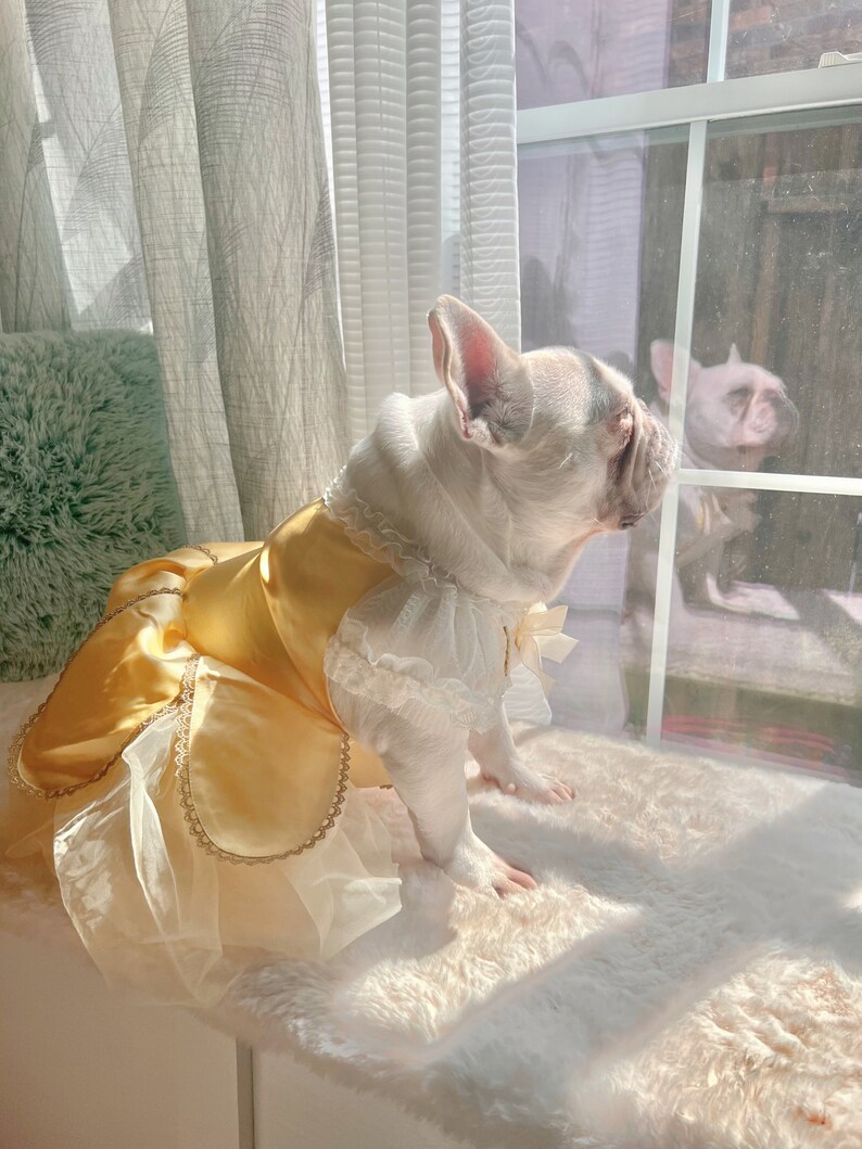 May include: A white French bulldog wearing a yellow and white dress with a lace trim. The dog is sitting on a white fluffy rug and looking out of a window.