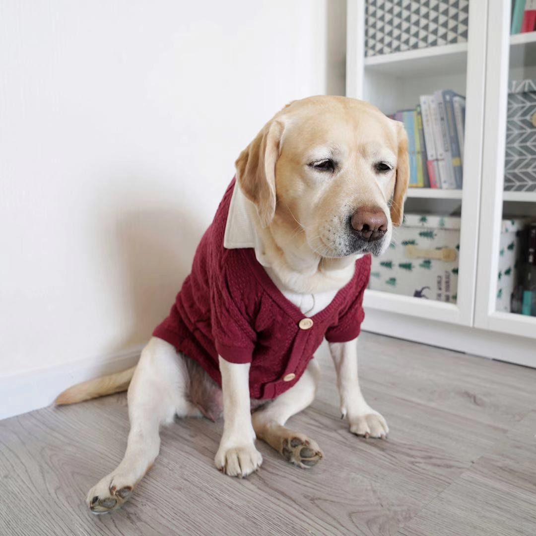 Big Dog Apparel Red 2 In 1 Sweater Professor Student Uniform Etsy