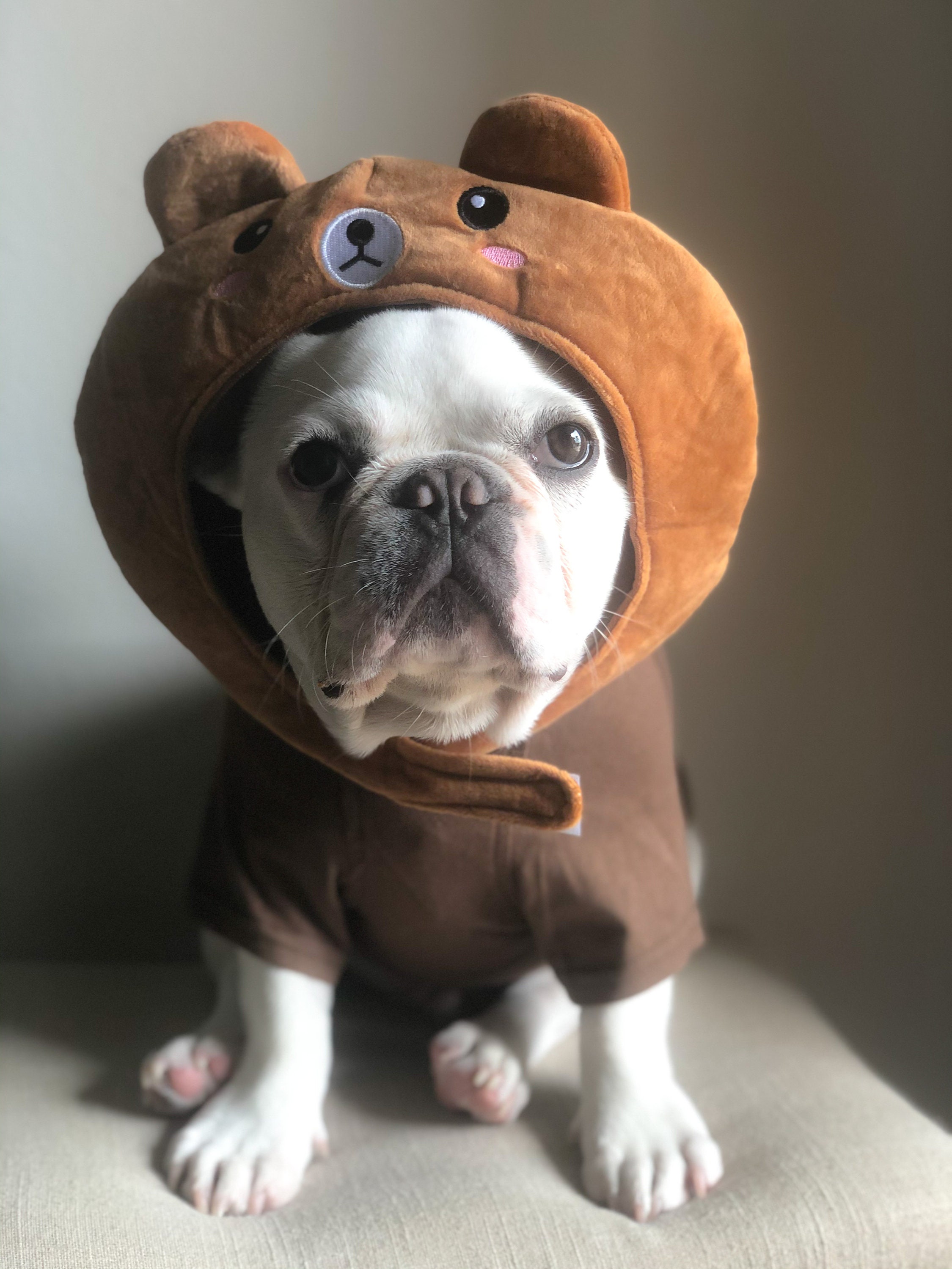 Halloween Teddy Bear Cute Mountain Bear Mascot Costume for Pet | Etsy