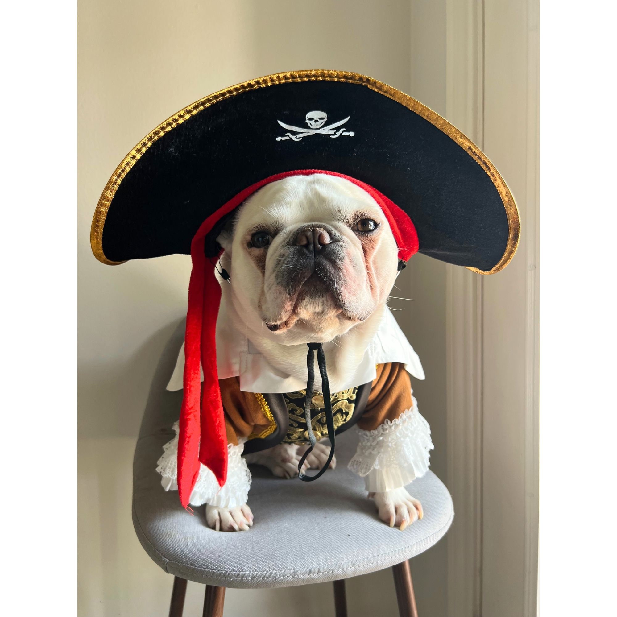 Vestito Halloween Vestiti Di Carnevale X Cani Infermiere Vestiti