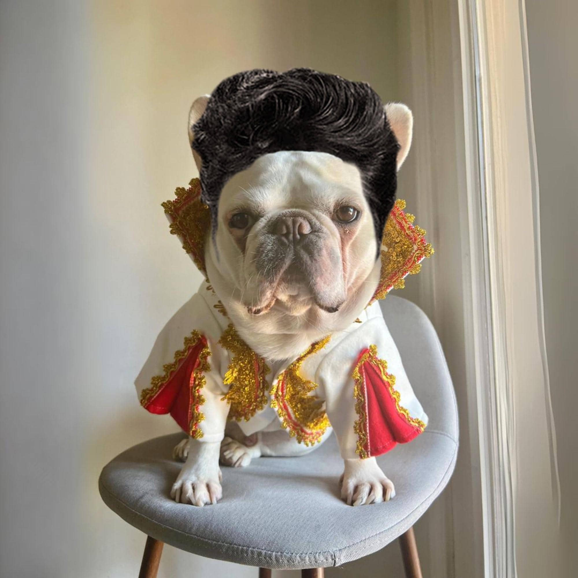 Elvis Presley Pet Cat Dog Halloween Costume the King of Pop 1970 Vintage Cosplay Rock n Roll Coat Rock Star Dress Up Etsy UK