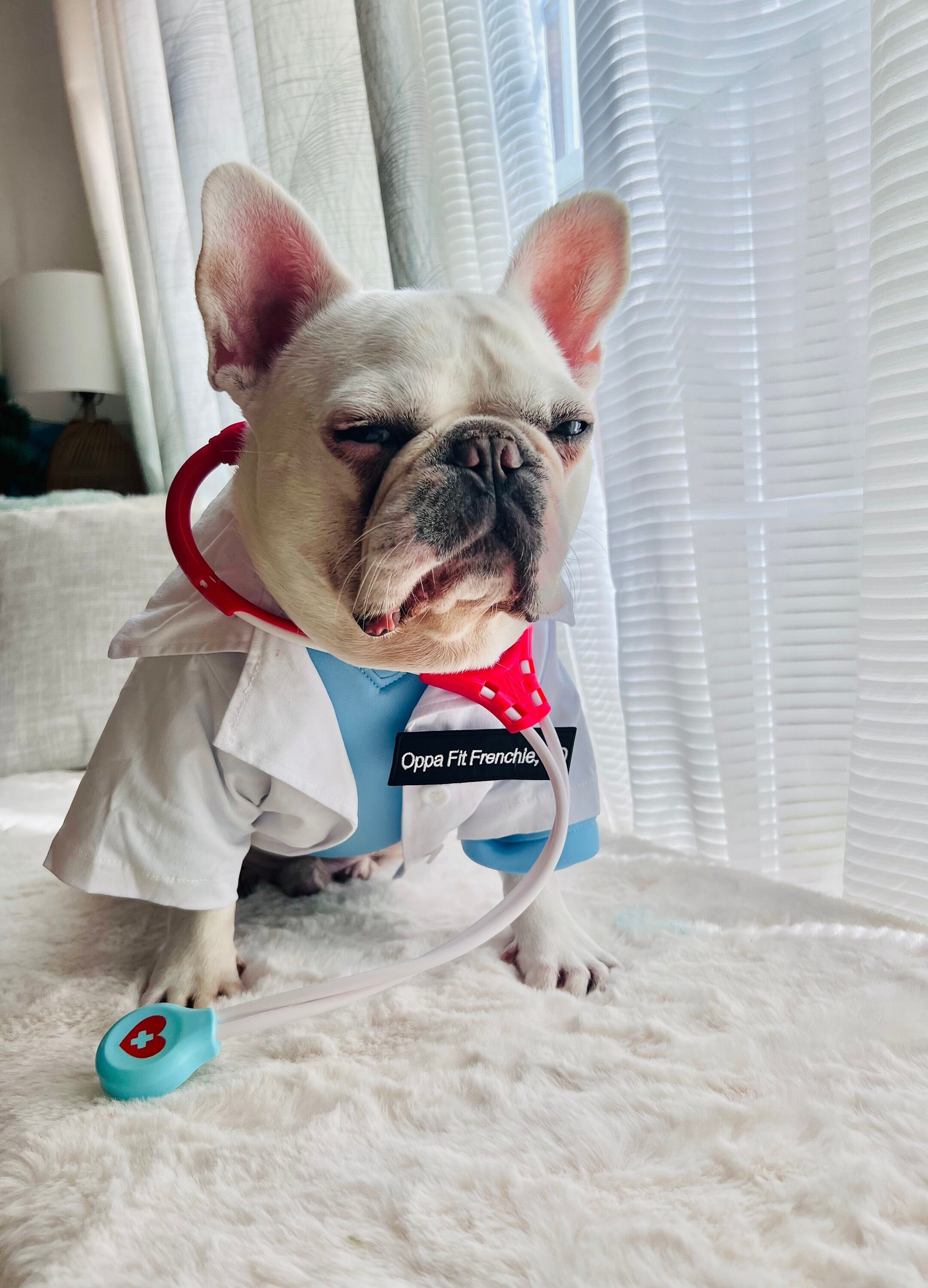 Lab coat for cat sales