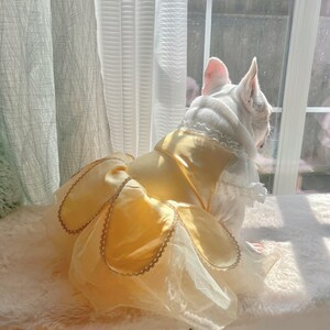 May include: A white French bulldog wearing a yellow and white princess costume. The dog is sitting on a white fluffy surface and looking out of a window.