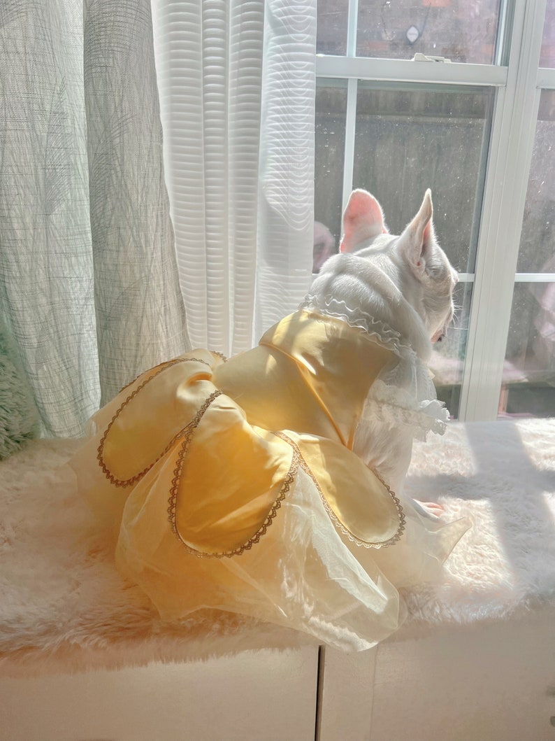 May include: A white French bulldog wearing a yellow and white princess costume. The dog is sitting on a white fluffy surface and looking out of a window.