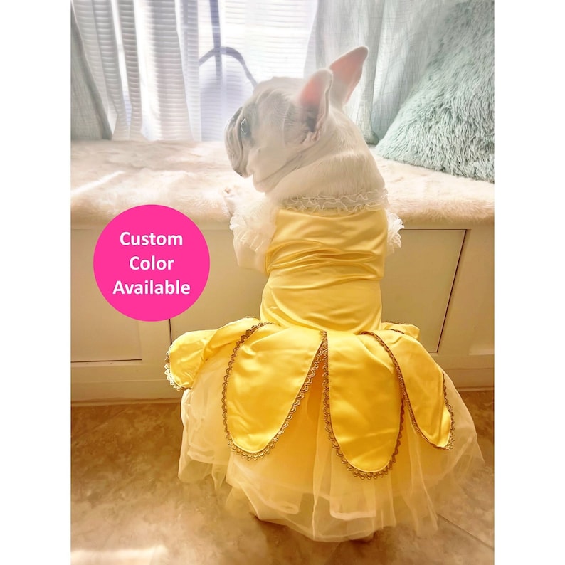 May include: A white dog wearing a yellow and gold princess costume. The costume has a tulle skirt and a satin bodice. The dog is looking out of a window. Custom Colour Available.