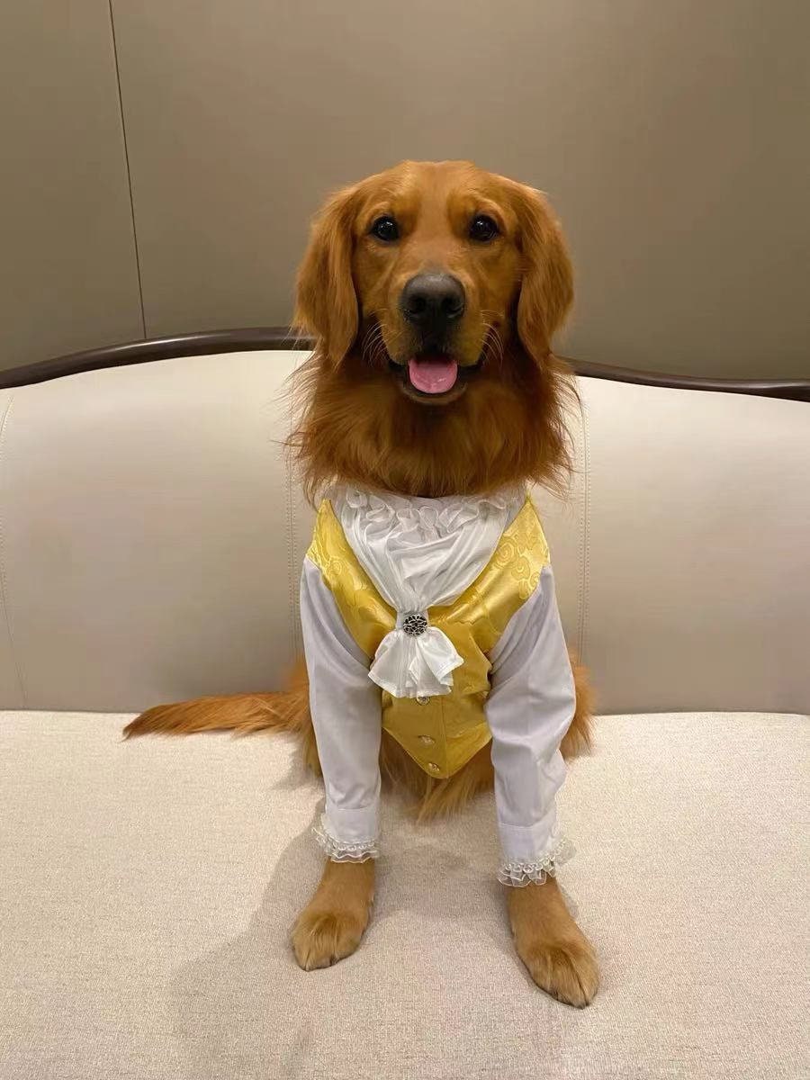 dressed up golden retriever DIY Barista Golden Retriever Halloween Costume Tutorial