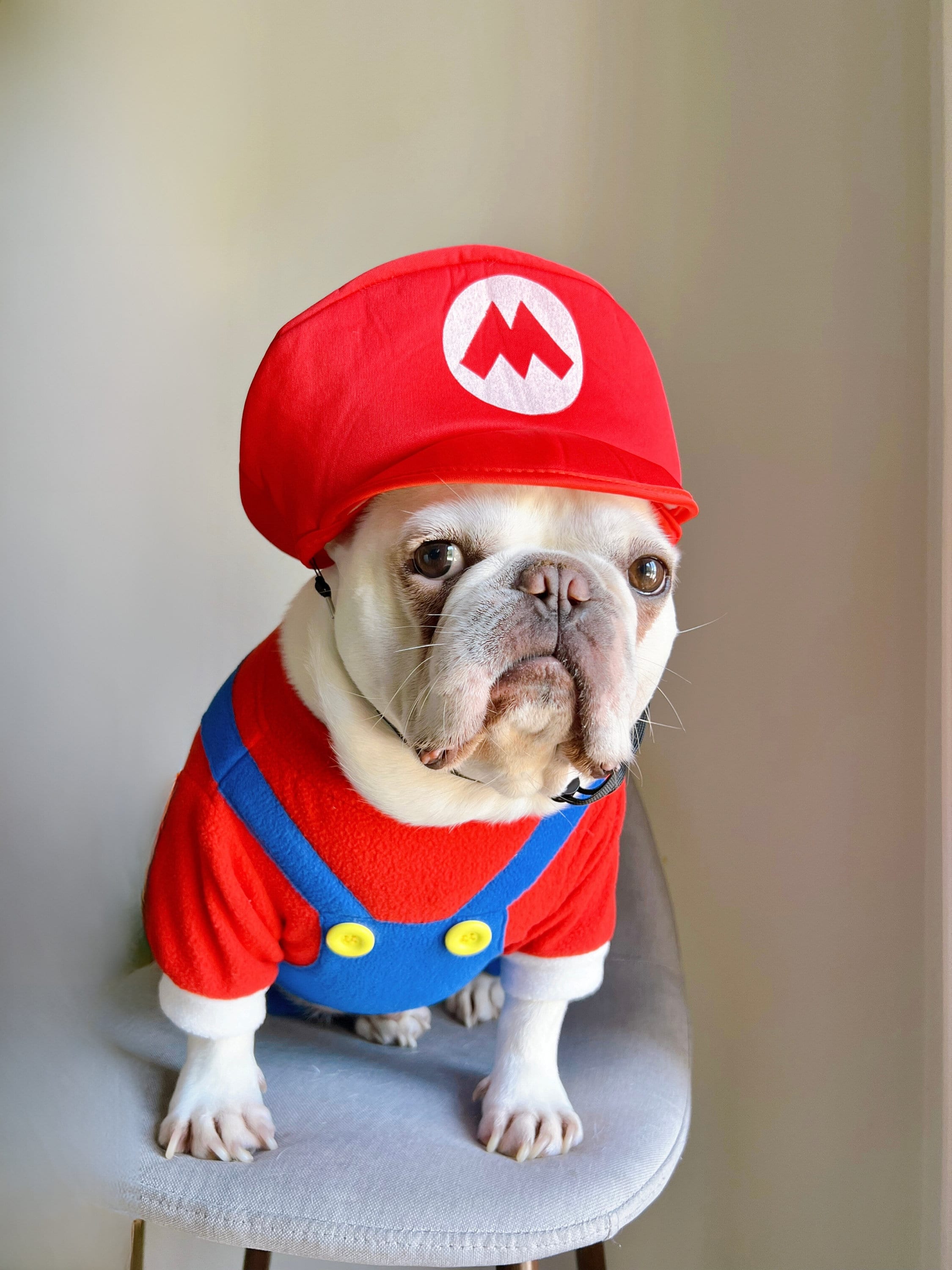 Nintendo dog costume deals