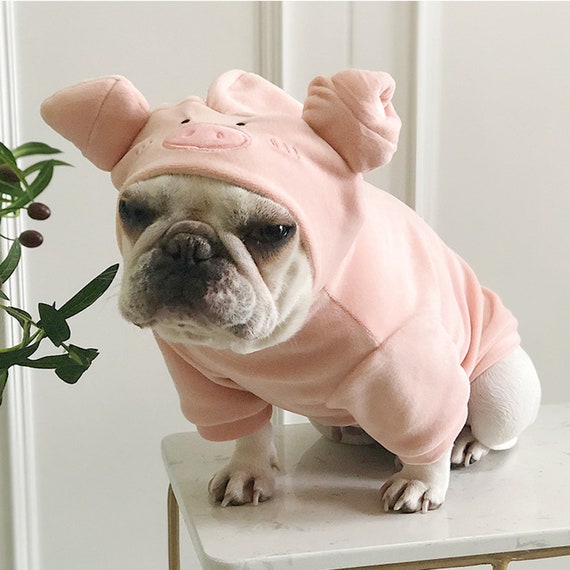 knorrig pig