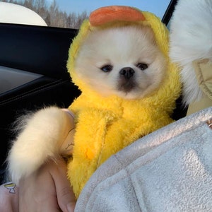 Puede incluir: Un peque&ntilde;o perro blanco con un disfraz de pato amarillo con un pico naranja. El perro est&aacute; sentado en un asiento de coche.