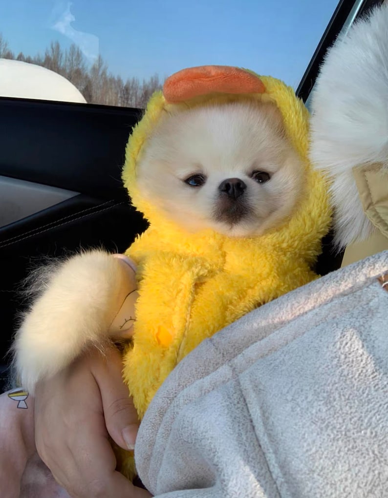 Puede incluir: Un peque&ntilde;o perro blanco con un disfraz de pato amarillo con un pico naranja. El perro est&aacute; sentado en un asiento de coche.