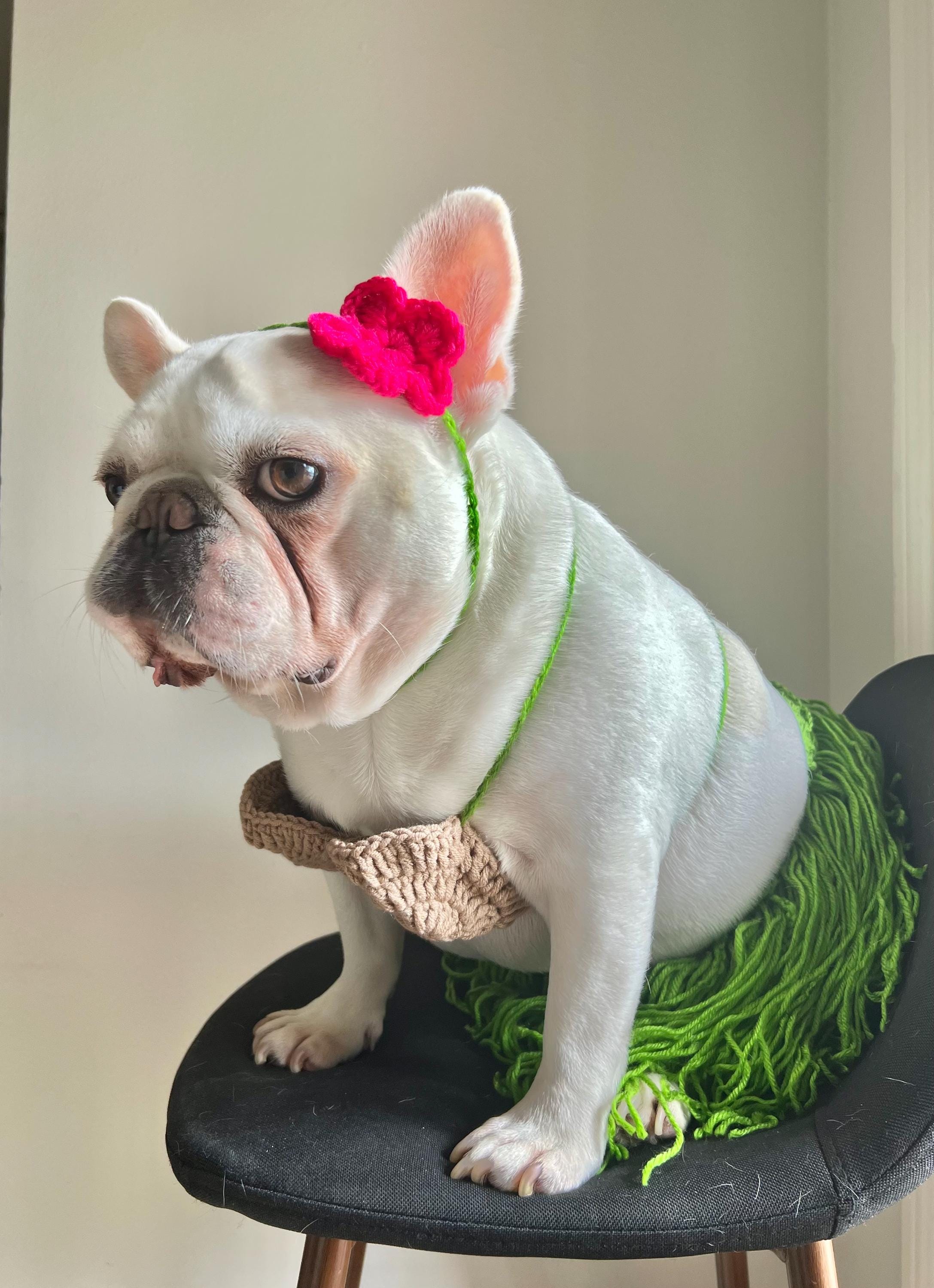 Coole Hawaii-Kostüme Für Hunde Und Katzen: Shirt, Sonnenbrille & Blumenkranz – Perfekt Für Partys, Strand Oder Fotoshootings