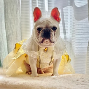 May include: A white French bulldog wearing a yellow and white princess costume with a lace collar and a gold jewel accent. The dog is sitting on a white fluffy surface.