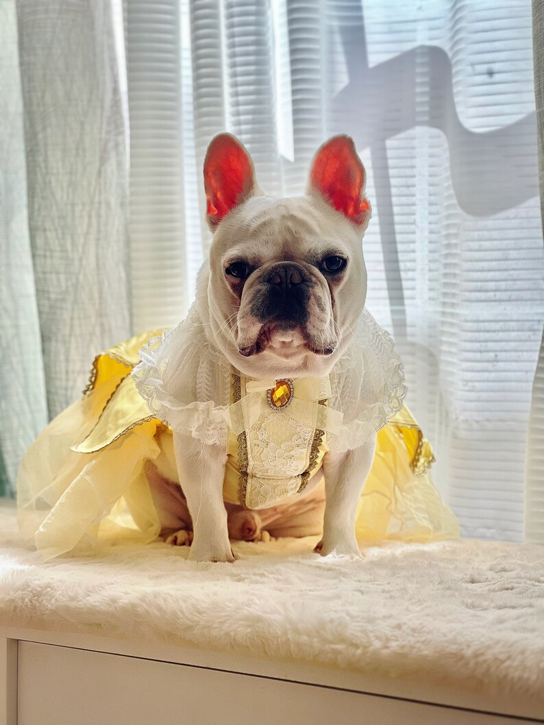 May include: A white French bulldog wearing a yellow and white princess costume with a lace collar and a gold jewel accent. The dog is sitting on a white fluffy surface.