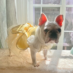 May include: A white French bulldog wearing a yellow and white dress with lace trim. The dog is standing on a white fluffy rug in front of a window.