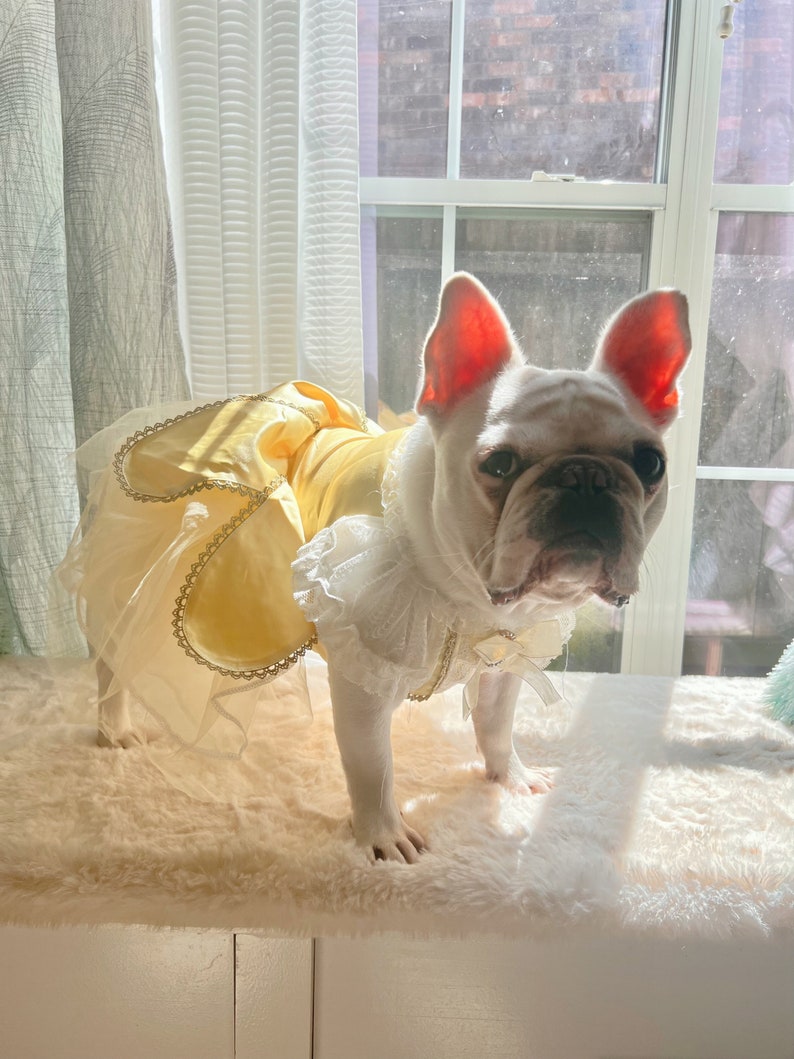 May include: A white French bulldog wearing a yellow and white dress with lace trim. The dog is standing on a white fluffy rug in front of a window.