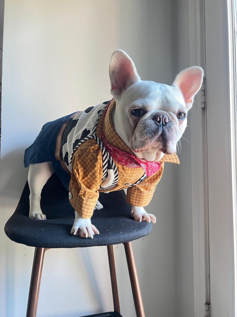 May include: A white French Bulldog wearing a cowboy-themed costume consisting of a yellow plaid long-sleeve shirt, a black and white cow-print vest, a red bandana around the neck, and dark blue pants, standing upright on a black stool.