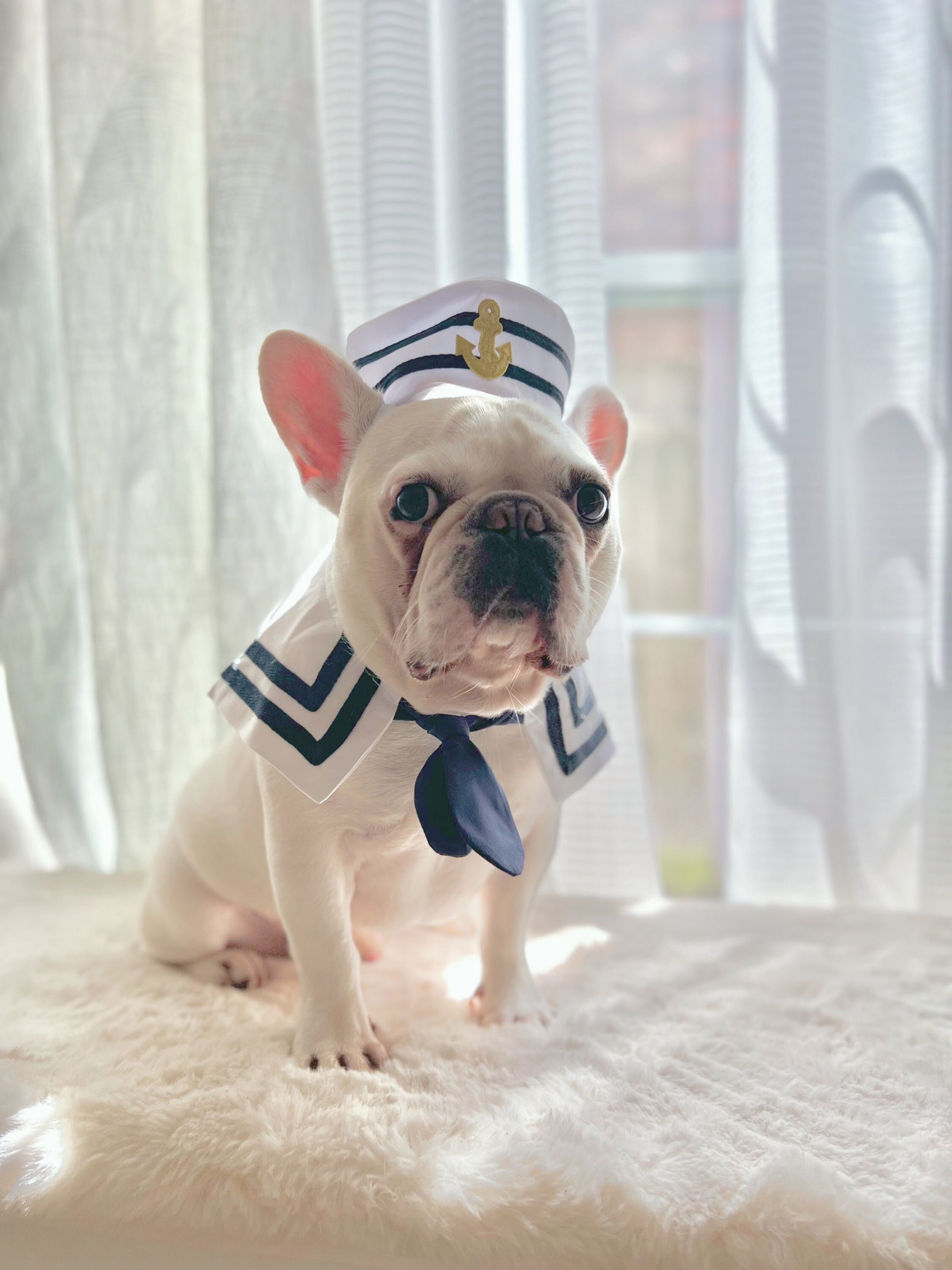 Marine corps dog 2025 dress blues