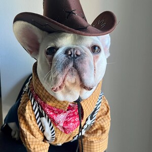 May include: A white French Bulldog wearing a brown felt cowboy hat with a black chin strap, a tan plaid long-sleeve shirt, a red paisley bandana around the neck, and a black and white striped vest with silver-toned buttons over the shirt.