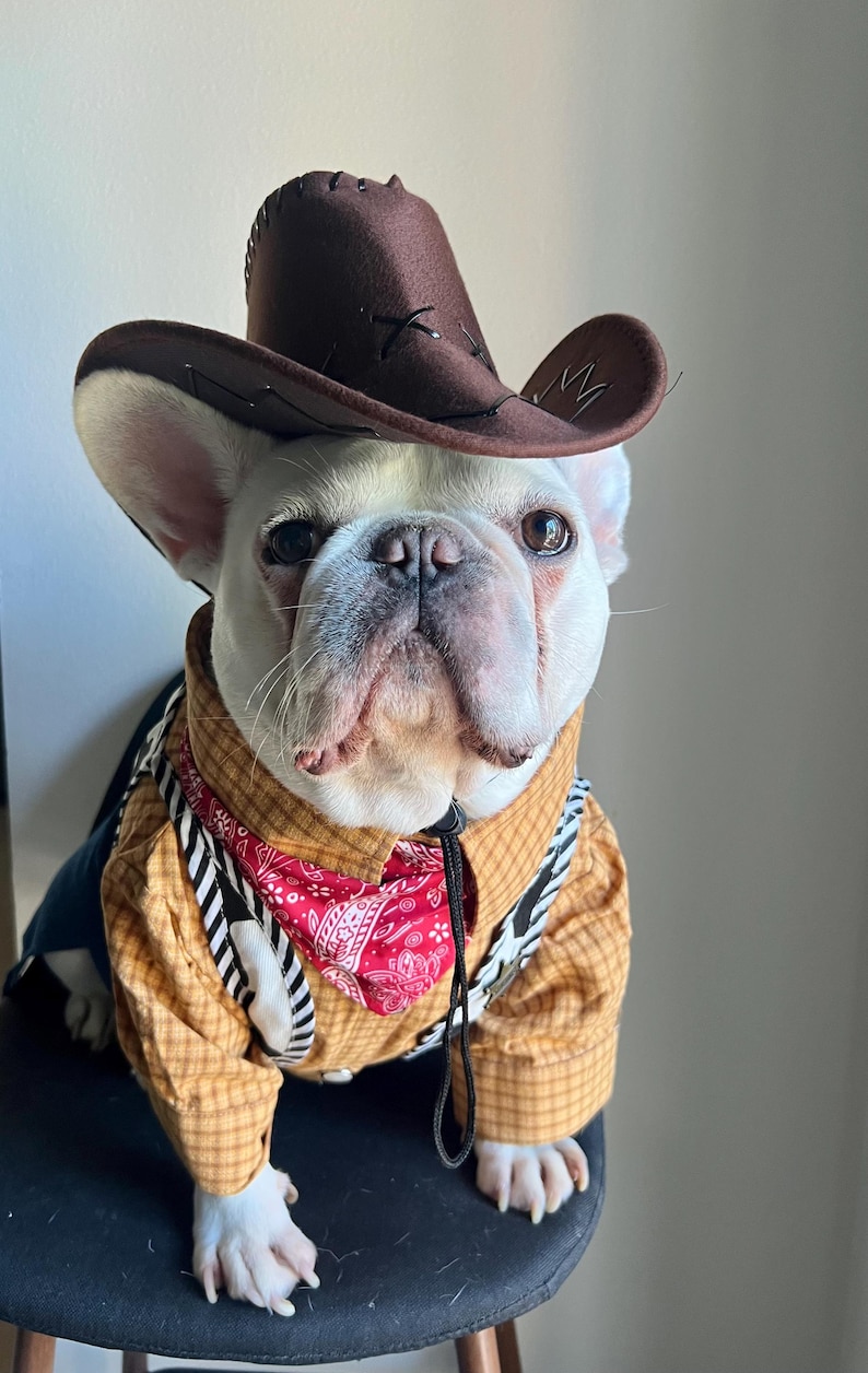 May include: A white French Bulldog wearing a brown felt cowboy hat with a black chin strap, a tan plaid long-sleeve shirt, a red paisley bandana around the neck, and a black and white striped vest with silver-toned buttons over the shirt.