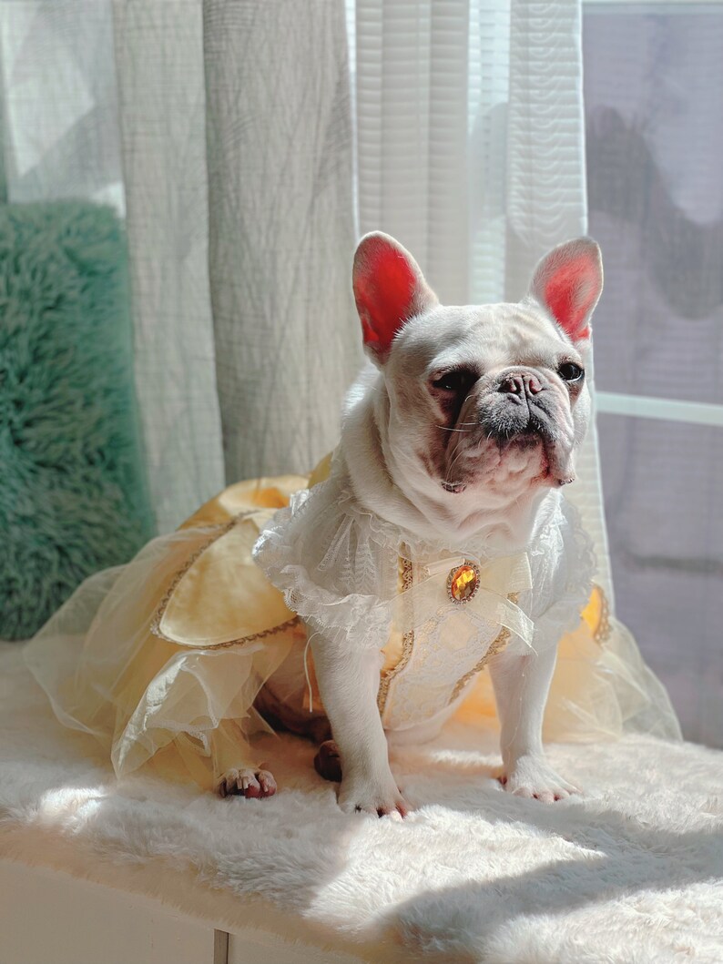 May include: A white French bulldog wearing a yellow and white princess costume with a tulle skirt and lace trim. The dog is sitting on a white fluffy surface.