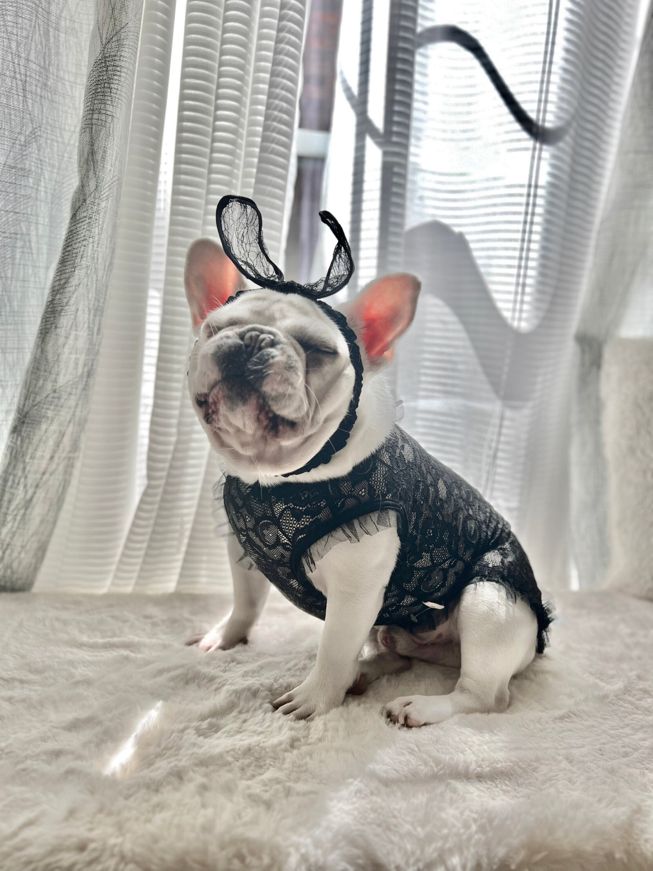 ultrak silent count up down vibrating timer Sexy Puppy Costume main image 0