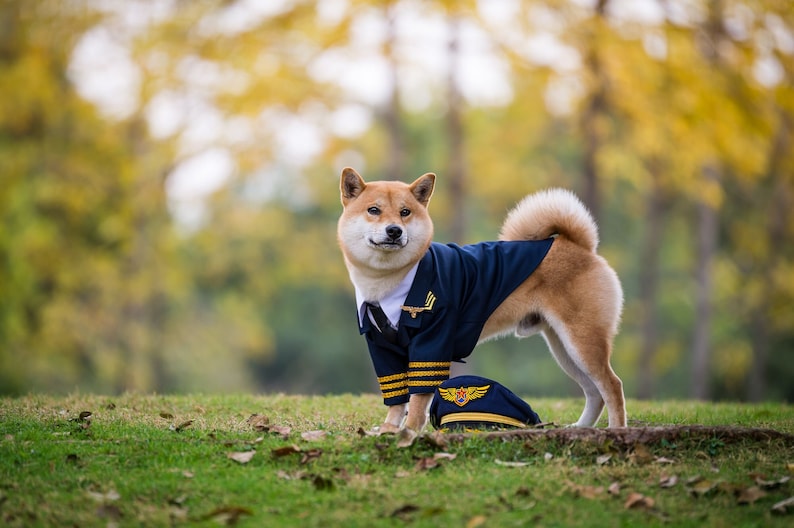 Custom Made Dog Cat Pet Pilot Captain Aviator Uniform Blazer Coat and Cap with Golden Badge Wings Costume Theme image 6