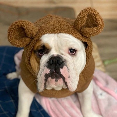 Big Dog Apparel Teddy Bear 3D Ear Hoodie Fleece Flurry Cotton - Etsy